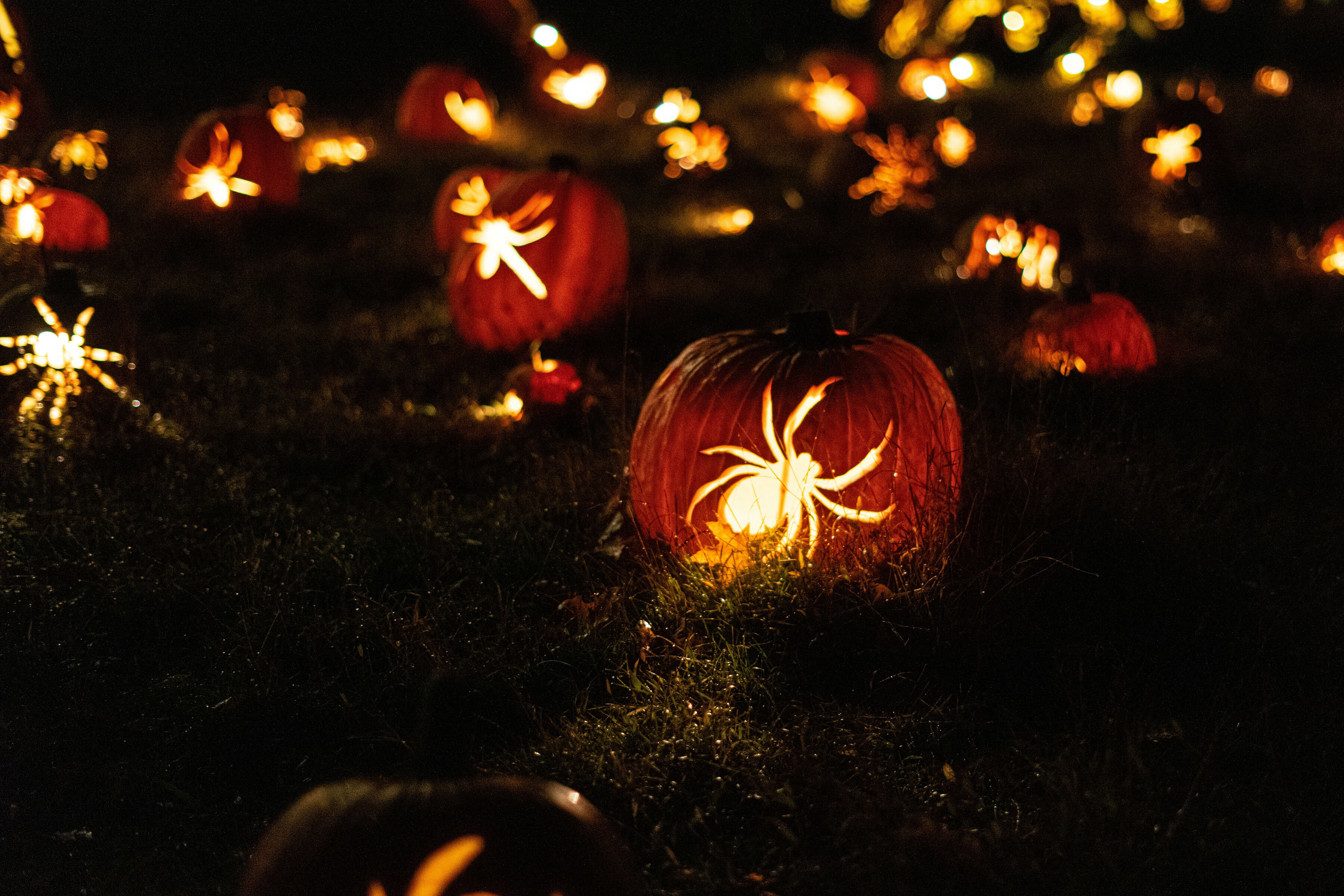 Autumn Adventures Halloween Pumpkin A field with pumpkins with spiders carved in them. Night time setting and the spiders are glowing with light.