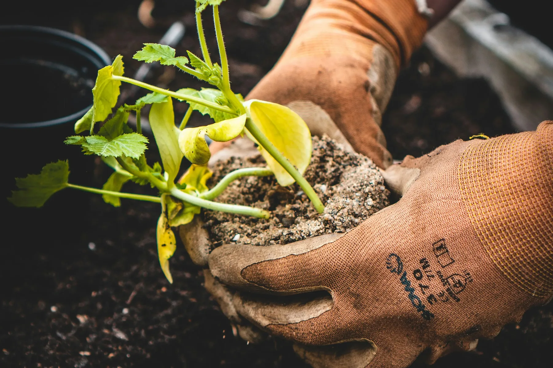 Autumn gardening Main