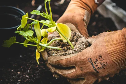 Autumn gardening Main