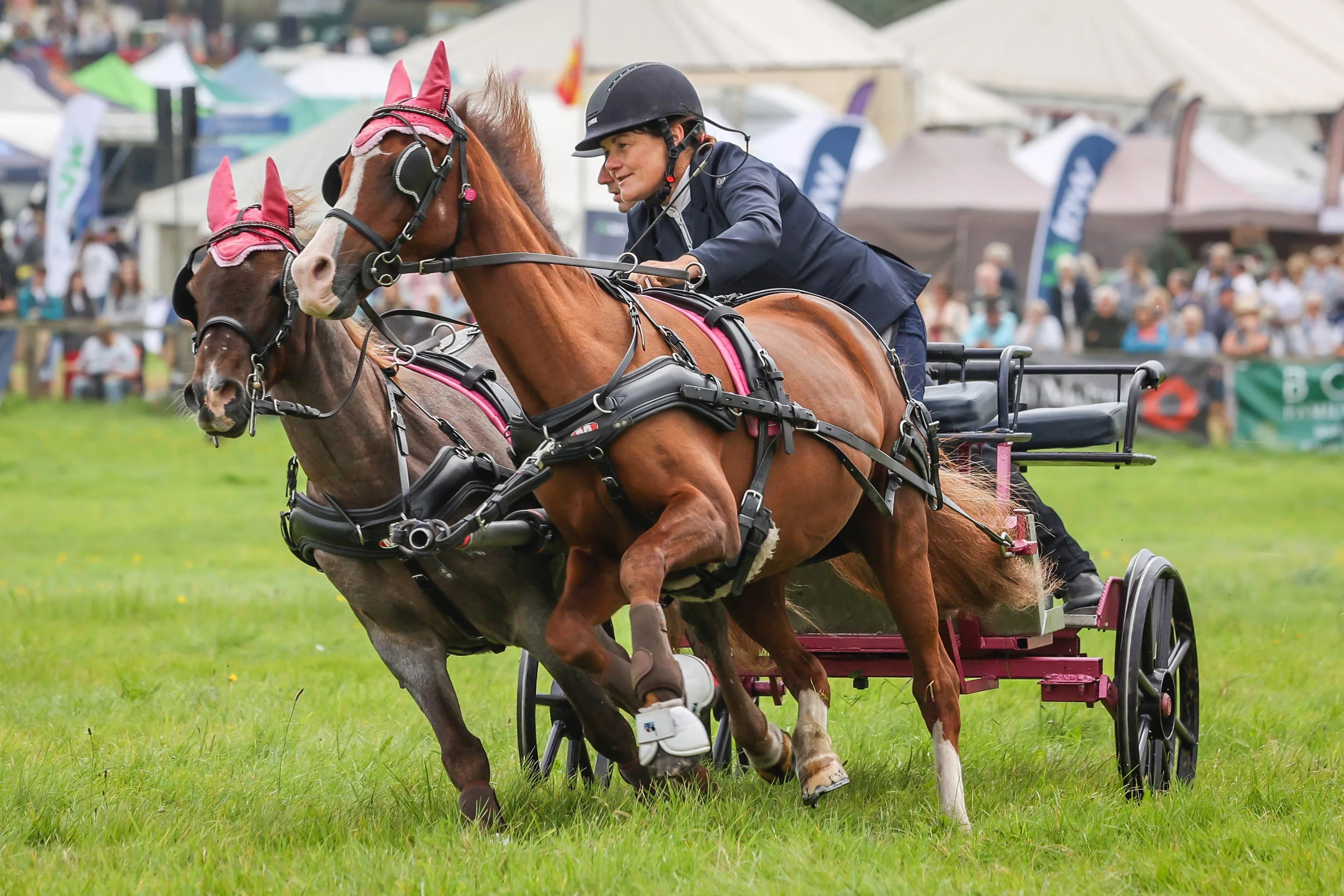 Dorset County Show 2 A woman racing two horses and a carriage around a field of spectators