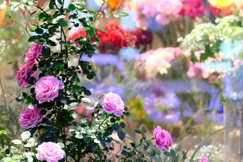 Spring flowers dorset wimborne